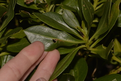Myoporum insulare