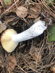 Russula emetica