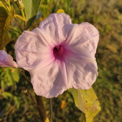 Ipomoea carnea fistulosa