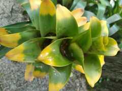 Guzmania squarrosa