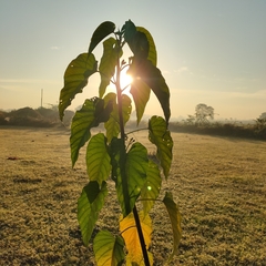 Ipomoea carnea fistulosa