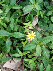 Sphagneticola calendulacea