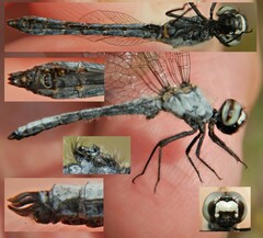 Nannothemis bella