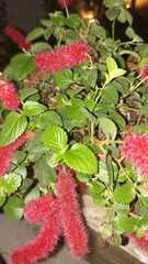 Acalypha pendula