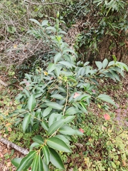 Ligustrum lucidum