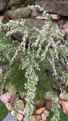 Eupatorium capillifolium