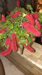 Acalypha pendula