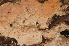 Physisporinus