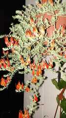 Lotus berthelotii