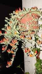 Lotus berthelotii