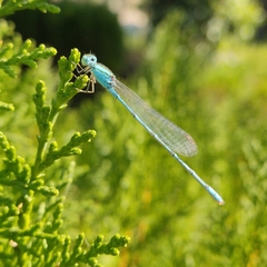 Pseudagrion decorum