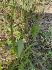 Pueraria montana lobata