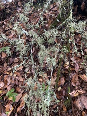 Evernia prunastri