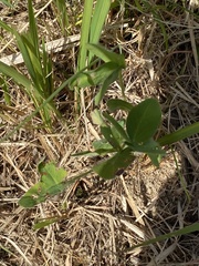 Pueraria montana lobata