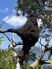 Nasutitermes walkeri