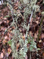 Evernia prunastri