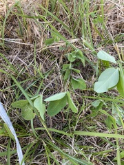 Pueraria montana lobata