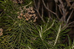 Cassinia tenuifolia