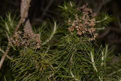 Cassinia tenuifolia