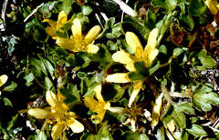 Ranunculus foliosus