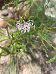 Grevillea linearifolia
