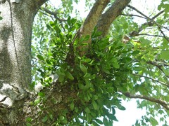 Phoradendron leucarpum