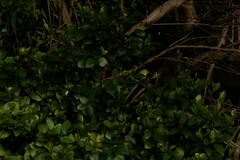 Zosterops lateralis tephropleurus