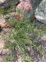 Grevillea linearifolia