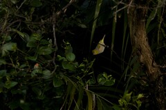 Zosterops lateralis tephropleurus