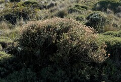 Senecio patagonicus