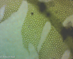 Lophocolea heterophylla