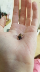 Melolonthinae