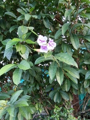 Brunfelsia