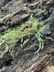 Lophocolea heterophylla