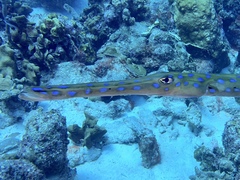 Fistularia tabacaria