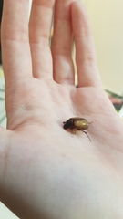 Melolonthinae