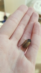 Melolonthinae