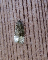 Apotomis betuletana
