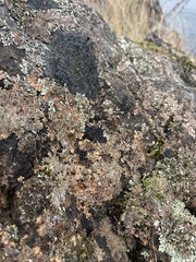 Xanthoparmelia cumberlandia
