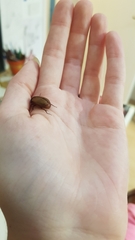 Melolonthinae