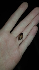 Melolonthinae