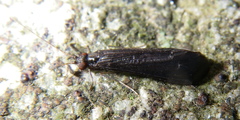 Mystacides sepulchralis