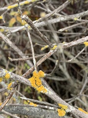 Polycauliona polycarpa