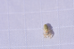 Metaphidippus siticulosus