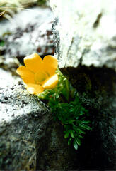 Ranunculus sericophyllus