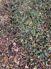 Hedera helix