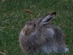 Lepus townsendii