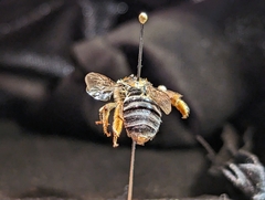 Anthophora