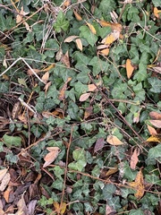 Hedera helix