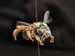 Anthophora
